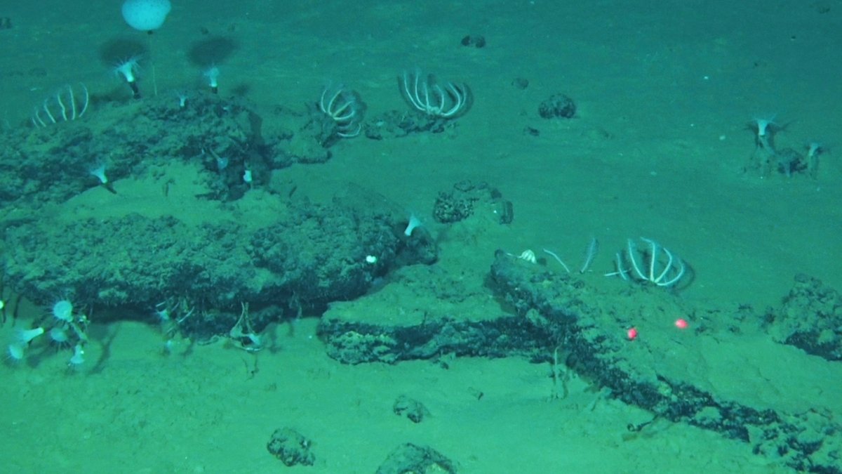 Scientists discover massive ancient whale graveyard off Australia