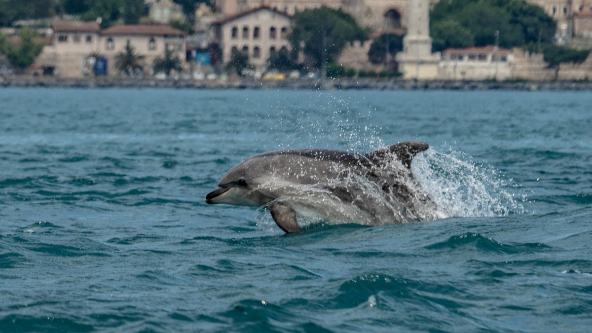 A dolphin swims in the Bosporus, Istanbul, Türkiye, June 9, 2026. (AA Photo)