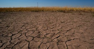 Drought-stressed wheat plants stand adjacent to parched ground in a field near Macksville, Kansas, U.S., May 16, 2026. (AP Photo)