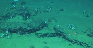 This undated image shows whale remains on the seafloor that have become home to large communities of marine life, southeastern Indian Ocean, in the Diamantina Fracture Zone. (AP Photo)