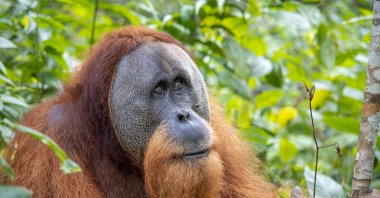 A close-up of a tapanuli orangutan amid forest greenery. (Shutterstock Photo)
