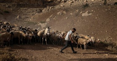 A Palestinian farmer guides a flock of sheep out to graze near the village of Nasariya in the occupied West Bank, May 20, 2026. (AFP Photo)