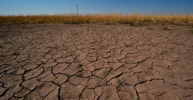 Drought-stressed wheat plants stand adjacent to parched ground in a field near Macksville, Kansas, U.S., May 16, 2026. (AP Photo)