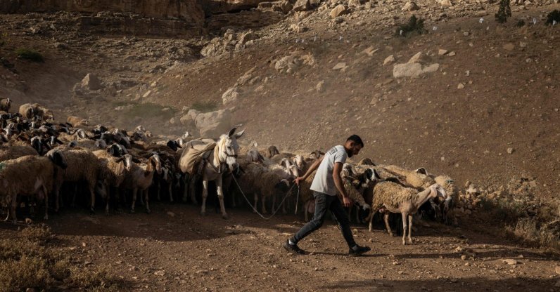 A Palestinian farmer guides a flock of sheep out to graze near the village of Nasariya in the occupied West Bank, May 20, 2026. (AFP Photo)