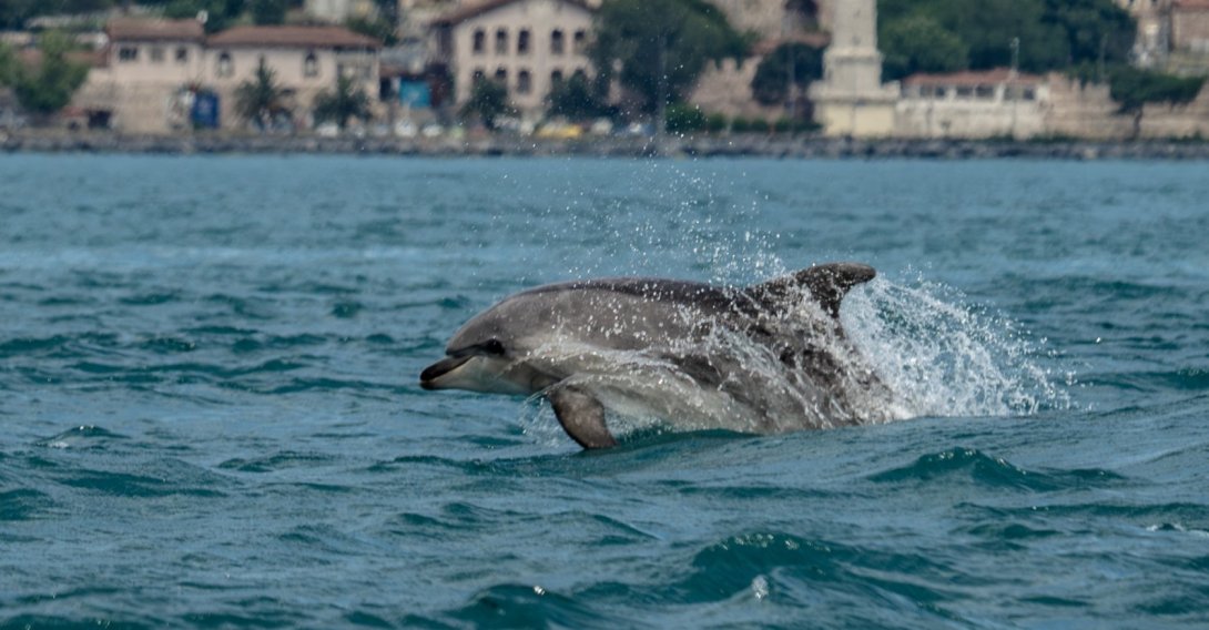 A dolphin swims in the Bosporus, Istanbul, Türkiye, June 9, 2026. (AA Photo)