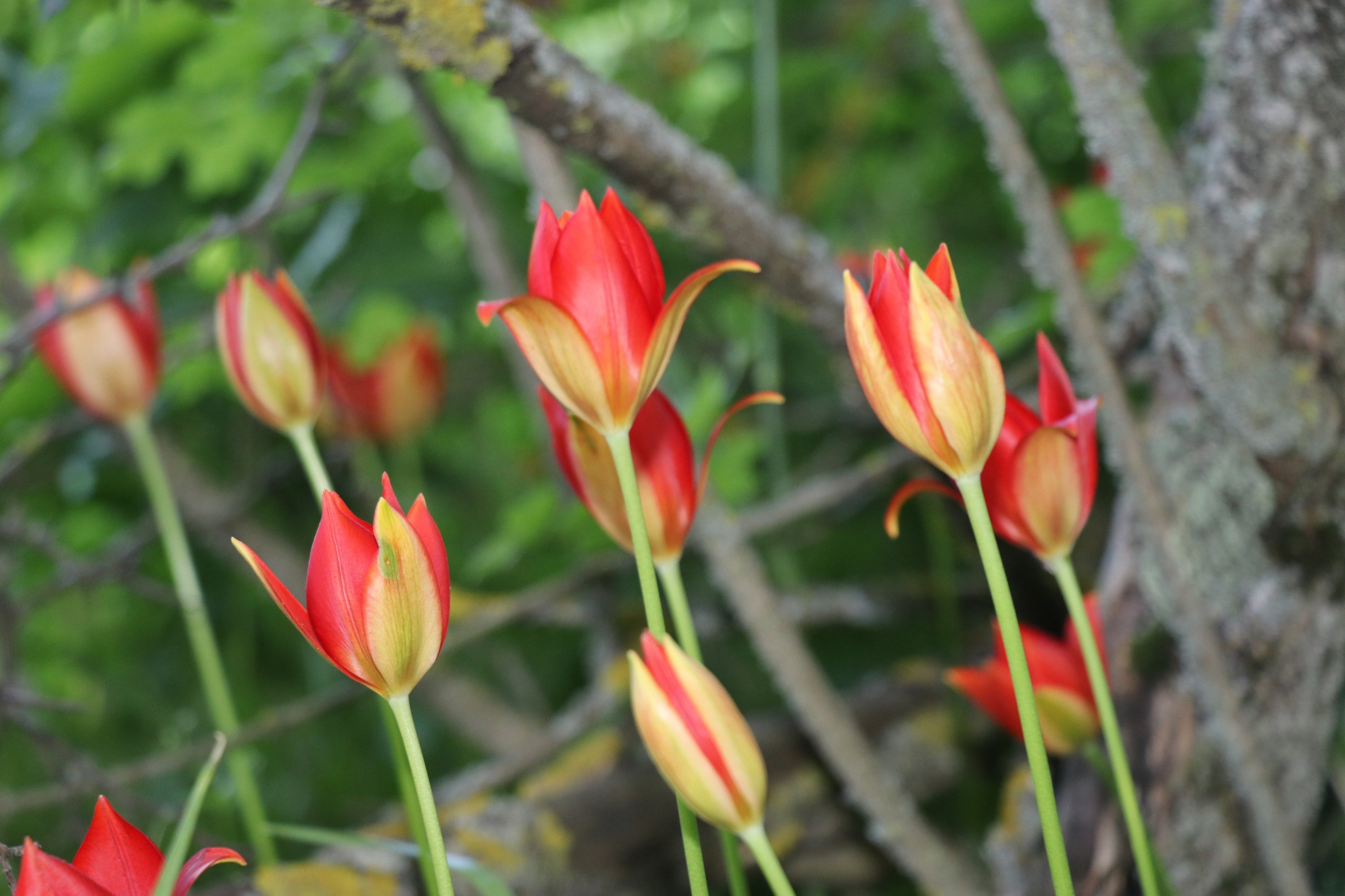 Lost Amasya tulip reappears after 130 years in Türkiye