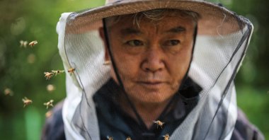 Bees fly around Park Gyeong-je, 65, a migratory beekeeper, at the second location for migratory beekeeping, Okcheon, South Korea, May 13, 2026. (Reuters Photo)