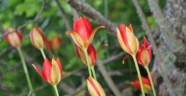 The long-lost Amasya Tulip, blooms in its natural habitat after being rediscovered in Amasya, Türkiye, June 12, 2026. (AA Photo)