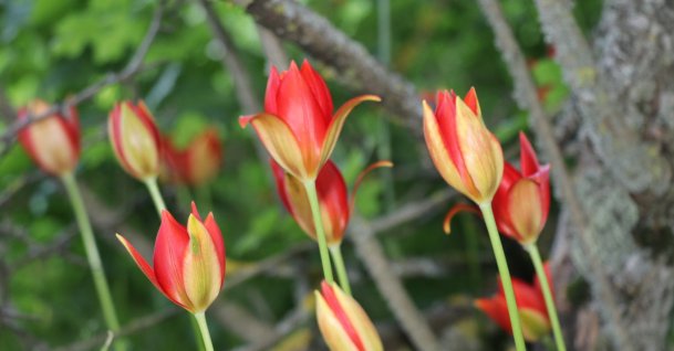 The long-lost Amasya Tulip, blooms in its natural habitat after being rediscovered in Amasya, Türkiye, June 12, 2026. (AA Photo)