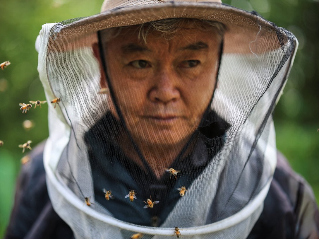 Bees fly around Park Gyeong-je, 65, a migratory beekeeper, at the second location for migratory beekeeping, Okcheon, South Korea, May 13, 2026. (Reuters Photo)