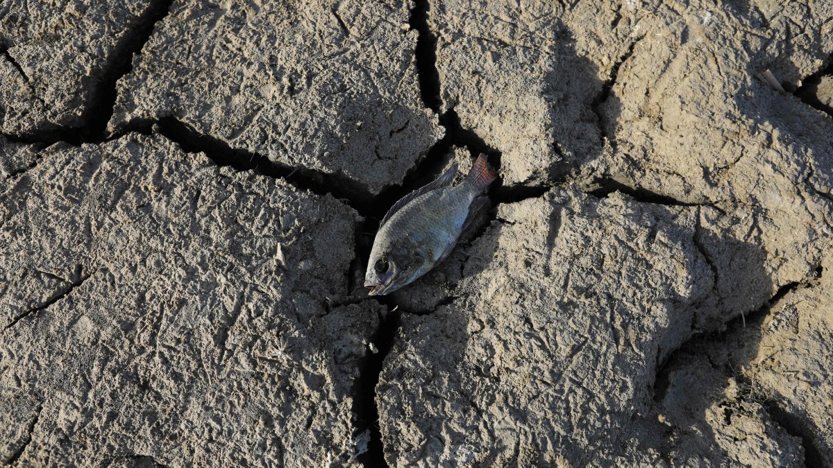 A dead fish lies on a dried-up marsh, Dhi Qar province, Iraq, June 28, 2022. (AFP Photo)