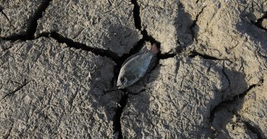A dead fish lies on a dried-up marsh, Dhi Qar province, Iraq, June 28, 2022. (AFP Photo)