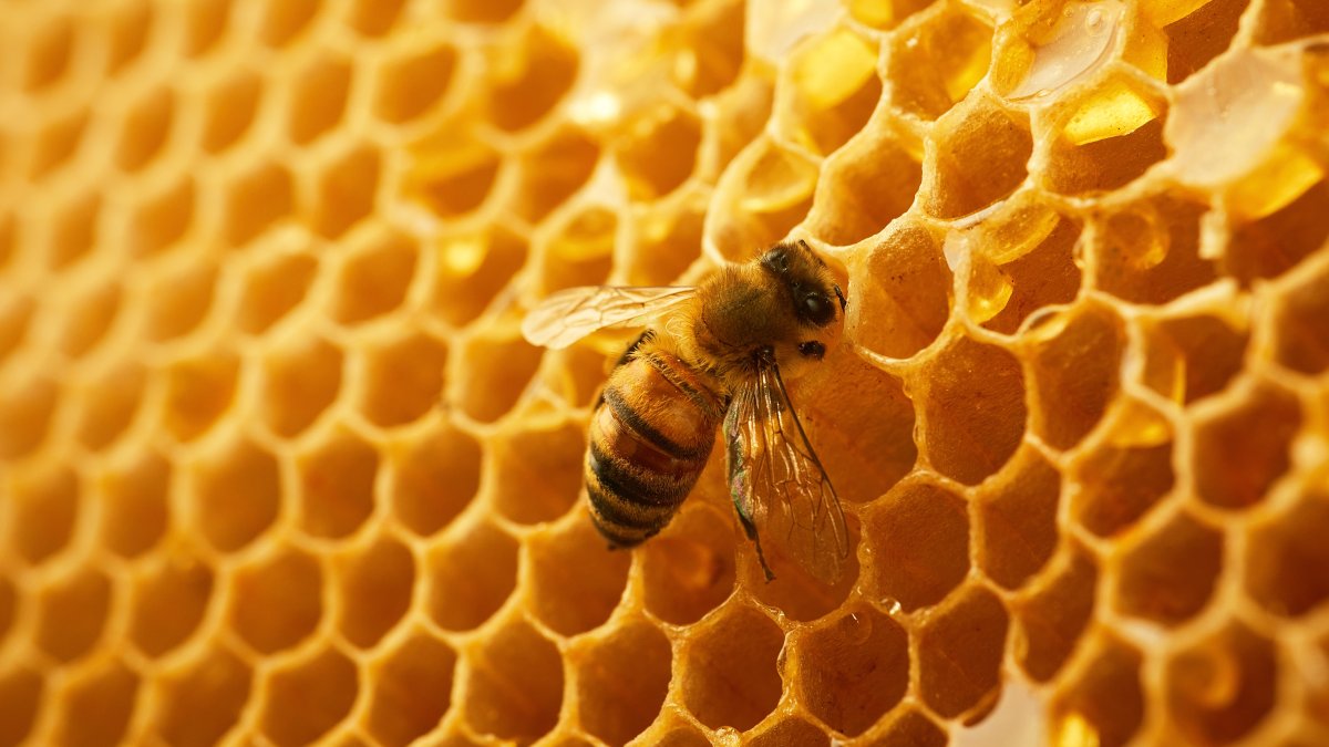 A close-up view of a bee on a honeycomb. (Shutterstock Photo)