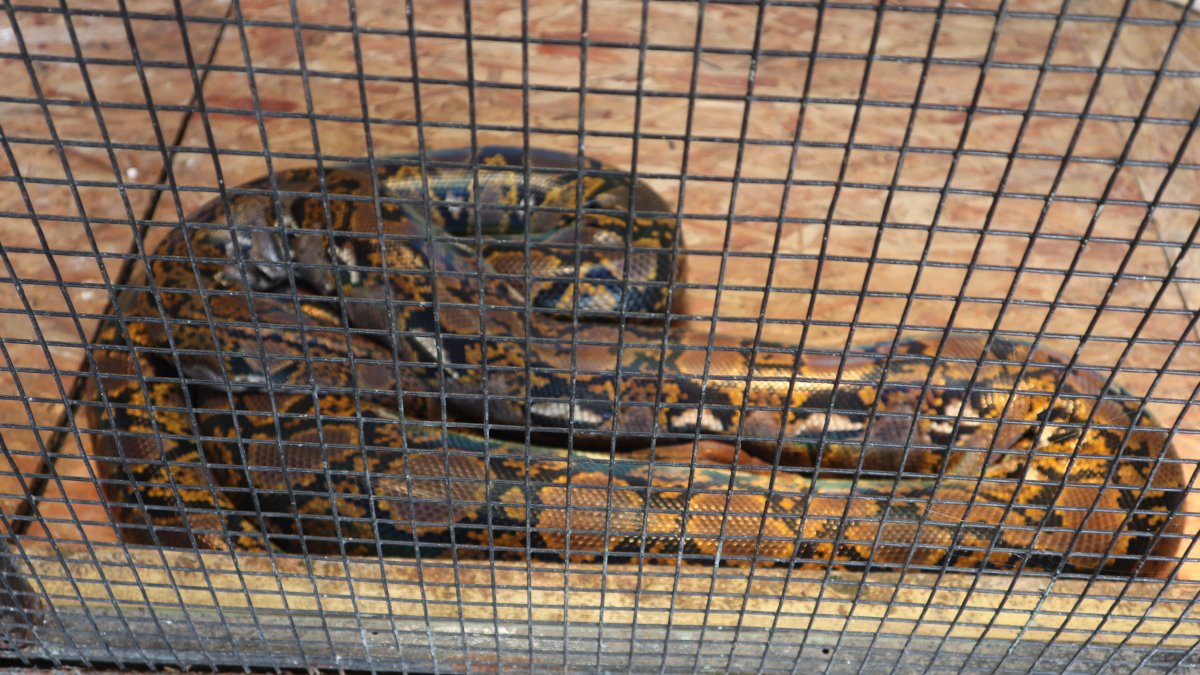 In this undated photo, a python is seen inside a cage. (Shutterstock Photo)