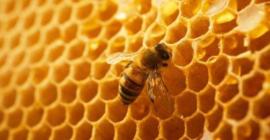 A close-up view of a bee on a honeycomb. (Shutterstock Photo)