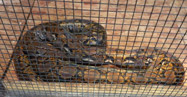 In this undated photo, a python is seen inside a cage. (Shutterstock Photo)