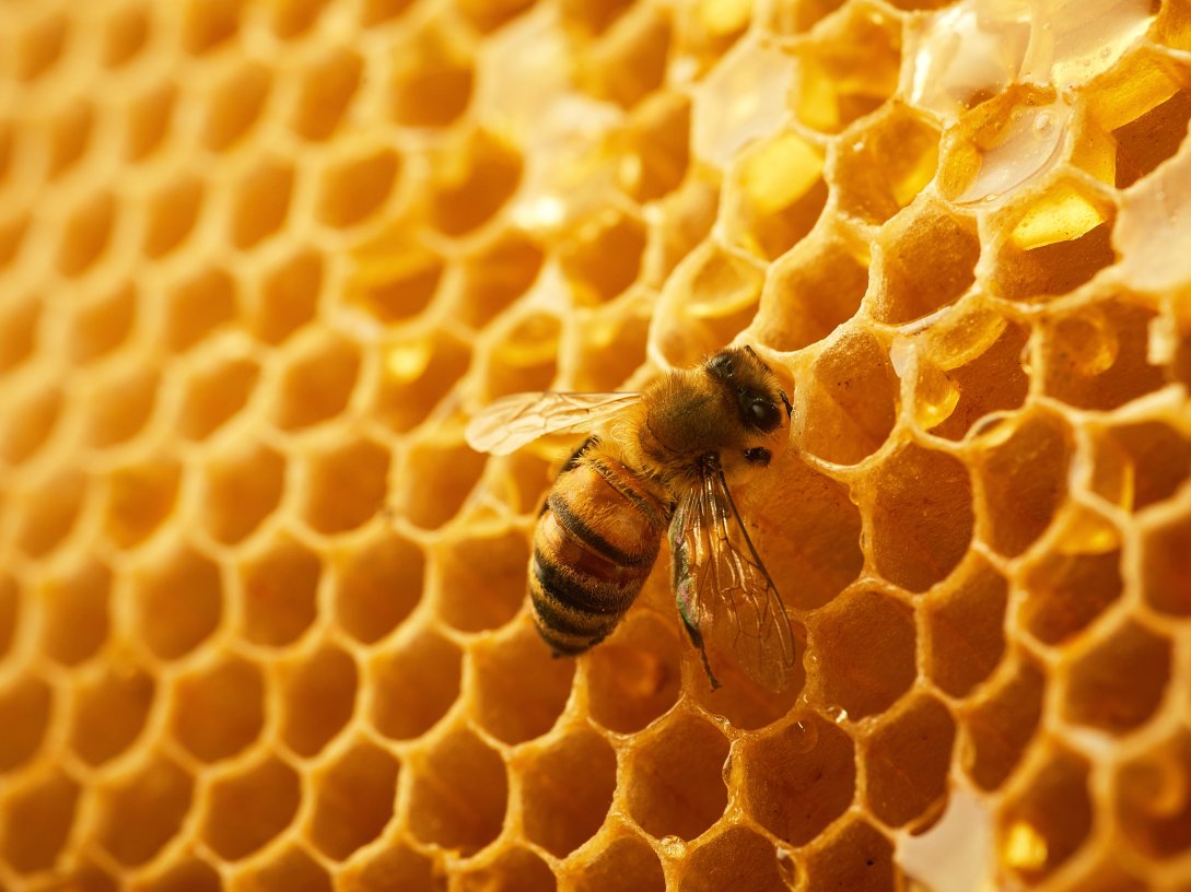 A close-up view of a bee on a honeycomb. (Shutterstock Photo)