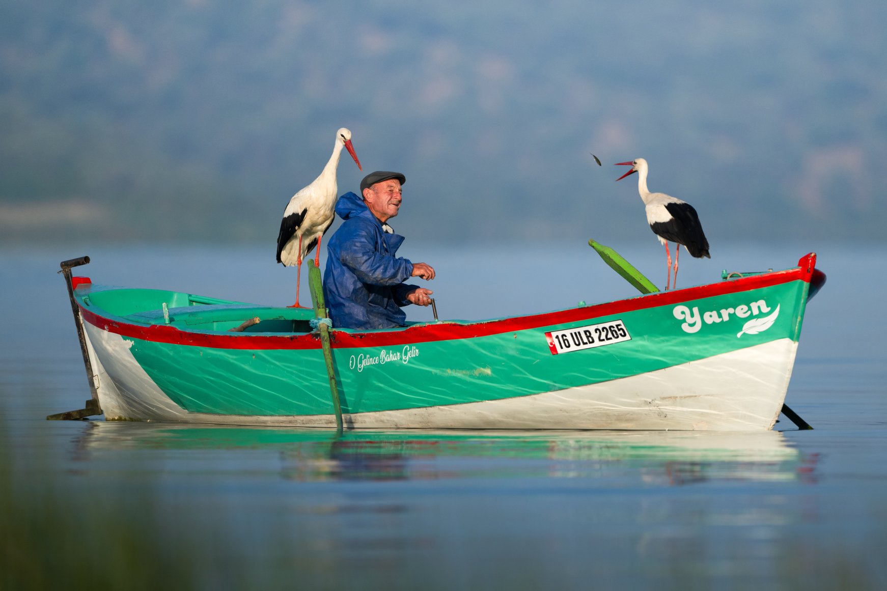 'Yaren' the stork and its mate 'Nazlı' reunite with Turkish fisherman ...