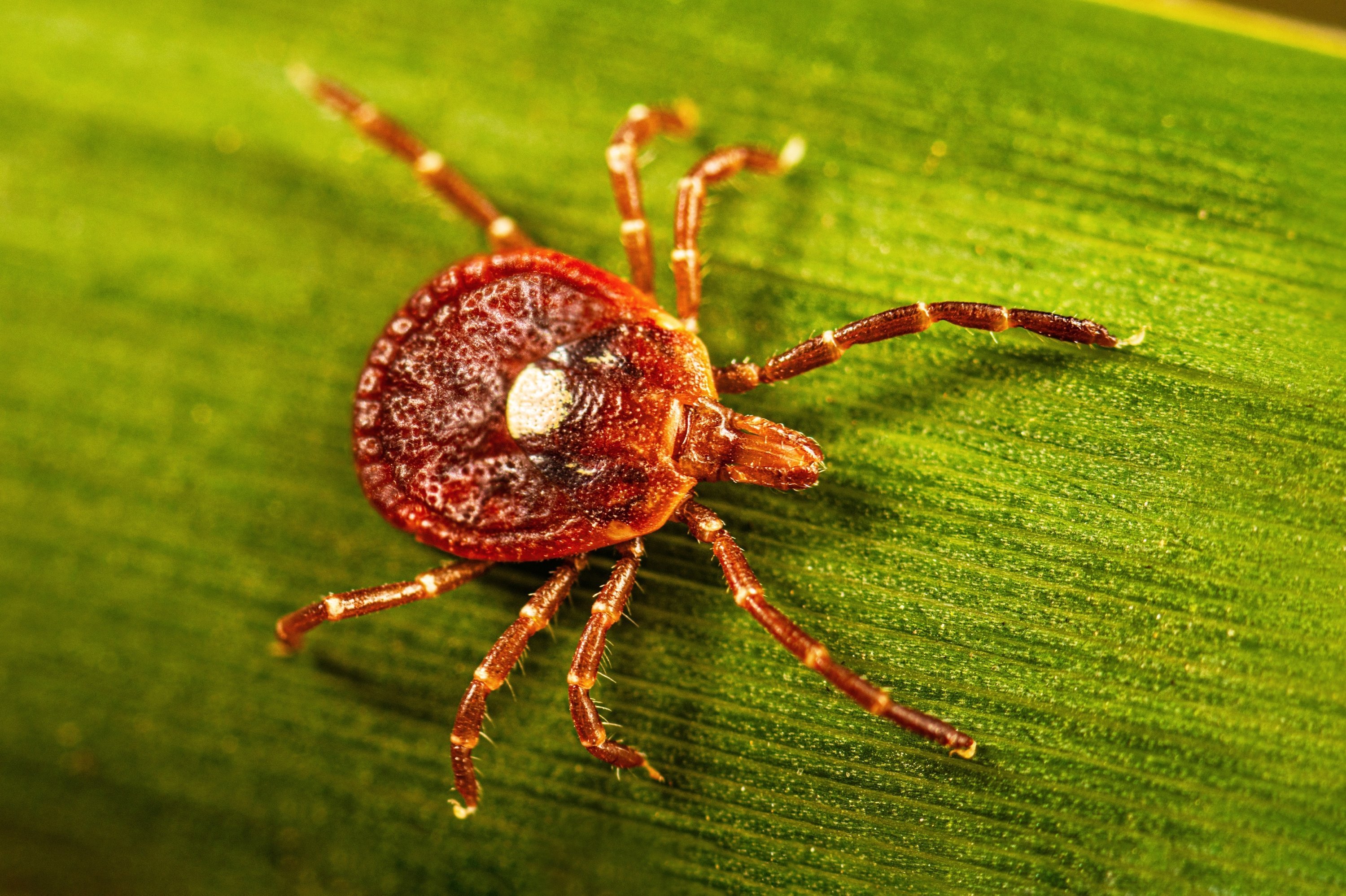Meat allergy from tick bites: Symptoms, risks, treatment options