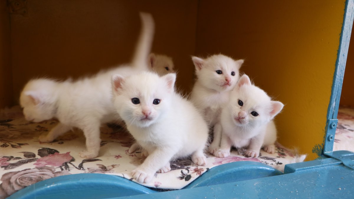 Newborn Van kittens are seen at the Van Cat Villa, Van, Türkiye, June 15, 2026. (DHA Photo)