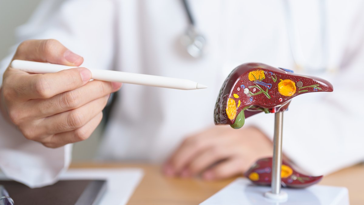 A doctor explains the anatomy of the liver using a medical model. (Shutterstock Photo) 