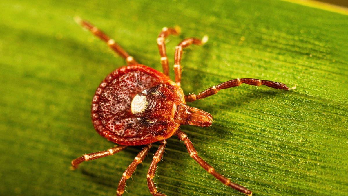 This photo provided by the U.S. Centers for Disease Control shows an adult female lone star tick crawling on a blade of grass in 2023. (AP Photo)