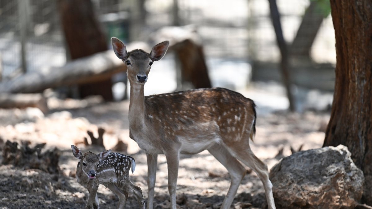 A gazelle explores the wildlife park, Antalya, Türkiye, June 19, 2024. (AA Photos)