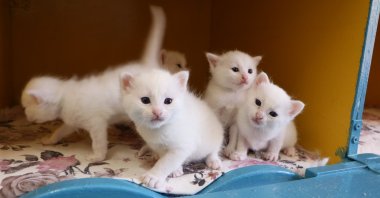 Newborn Van kittens are seen at the Van Cat Villa, Van, Türkiye, June 15, 2026. (DHA Photo)