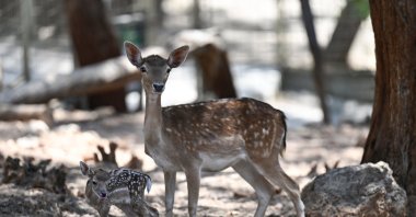 A gazelle explores the wildlife park, Antalya, Türkiye, June 19, 2024. (AA Photos)