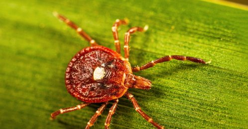 This photo provided by the U.S. Centers for Disease Control shows an adult female lone star tick crawling on a blade of grass in 2023. (AP Photo)