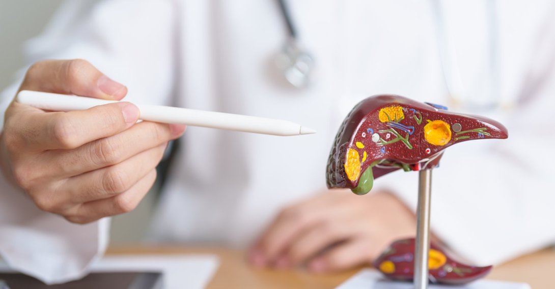 A doctor explains the anatomy of the liver using a medical model. (Shutterstock Photo) 