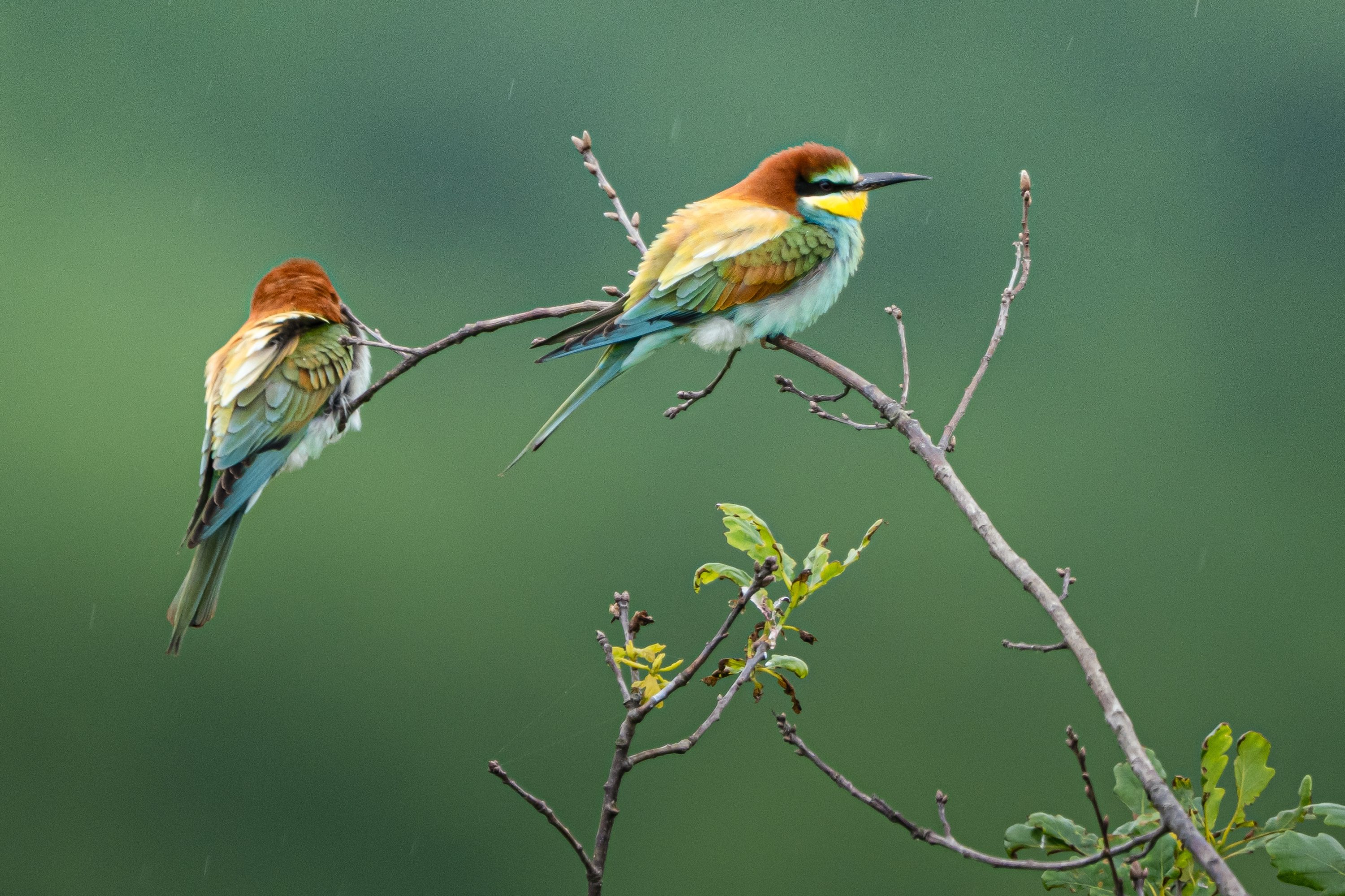 Istanbul’s northern forests offer refuge for migratory birds during spring season