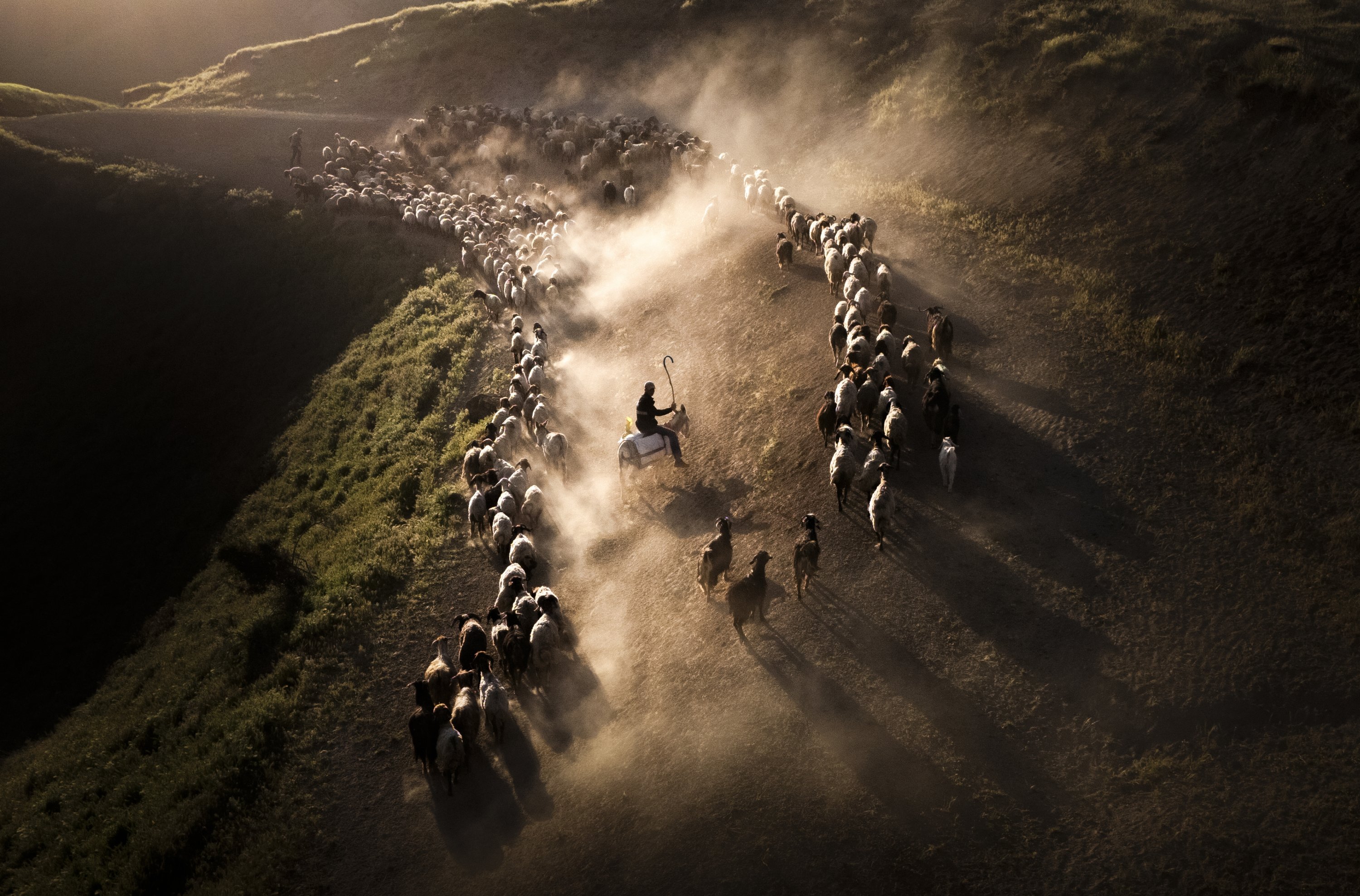 Herds begin seasonal migration to highlands on slopes of Mount Nemrut in Türkiye