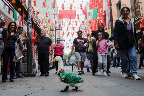 Merlin, a duck wearing a Mexico national football team ('El Tri') jersey, that shot to fame after a chance encounter on Reforma Avenue, went viral following the FIFA 2026 match between Mexico and South Africa, walks in Chinatown, Mexico City, Mexico, June 16, 2026. (Reuters Photo)