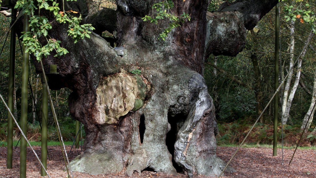A 1,200-year-old Major Oak tree, which Robin Hood allegedly used as a hideout, stands in Sherwood Forest near Nottinghamshire, England, Oct. 19, 2007. (AP Photo)
