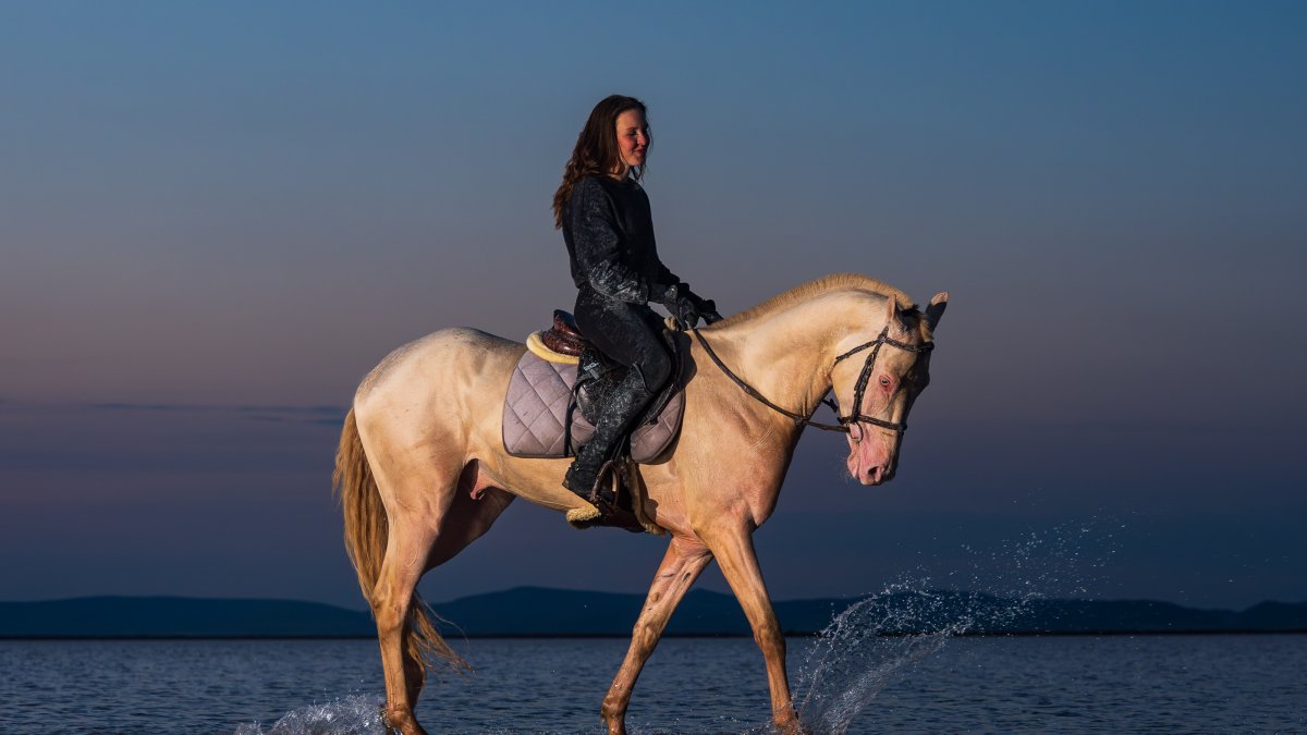 A woman rides an Akhal Teke horse, Ankara, Türkiye, June 1, 2026. (AA Photo)
