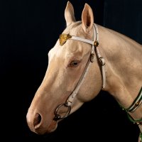 An Akhal Teke horse, one of Central Asia’s oldest and most distinctive breeds known for its speed, endurance and metallic sheen, is seen at a breeding farm where the rare horses are trained for disciplines including show jumping, endurance riding and mounted archery, Ankara, Türkiye, June 18, 2026.