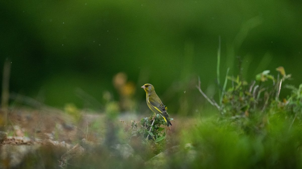 A florya bird is seen in the northern forests, home to diverse bird species throughout the year, Istanbul, Türkiye, May 17, 2026. (AA Photo)