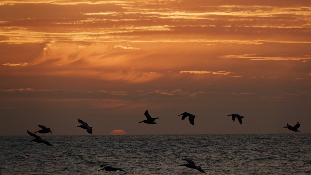 Brown pelicans fly above the Pacific Ocean at sunset off the coast of La Jolla during a summer heat wave, California, U.S., Aug. 21, 2025. (Getty Images Photo)
