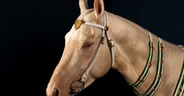 An Akhal Teke horse, one of Central Asia’s oldest and most distinctive breeds known for its speed, endurance and metallic sheen, is seen at a breeding farm where the rare horses are trained for disciplines including show jumping, endurance riding and mounted archery, Ankara, Türkiye, June 18, 2026.