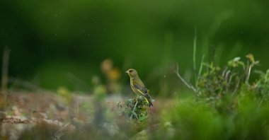 A florya bird is seen in the northern forests, home to diverse bird species throughout the year, Istanbul, Türkiye, May 17, 2026. (AA Photo)