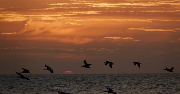 Brown pelicans fly above the Pacific Ocean at sunset off the coast of La Jolla during a summer heat wave, California, U.S., Aug. 21, 2025. (Getty Images Photo)