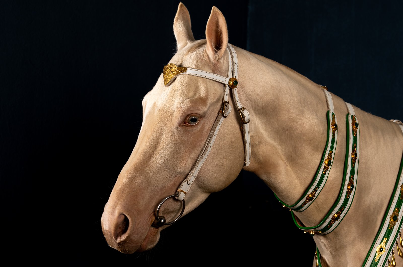 An Akhal Teke horse, one of Central Asia’s oldest and most distinctive breeds known for its speed, endurance and metallic sheen, is seen at a breeding farm where the rare horses are trained for disciplines including show jumping, endurance riding and mounted archery, Ankara, Türkiye, June 18, 2026.