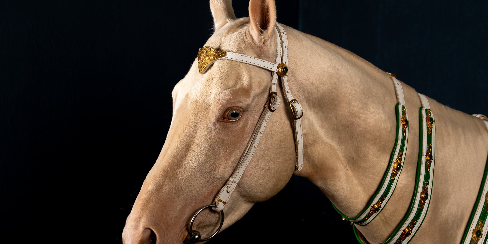 An Akhal Teke horse, one of Central Asia’s oldest and most distinctive breeds known for its speed, endurance and metallic sheen, is seen at a breeding farm where the rare horses are trained for disciplines including show jumping, endurance riding and mounted archery, Ankara, Türkiye, June 18, 2026.
