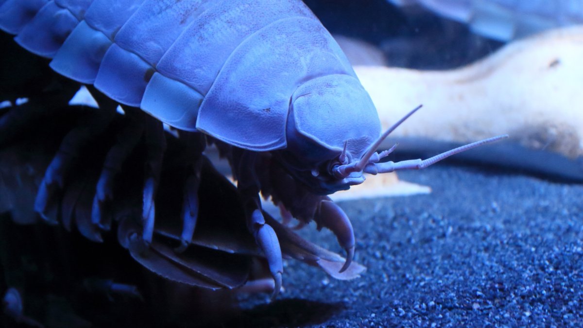 A close-up view of a giant deep-sea isopod. (Shutterstock Photo)