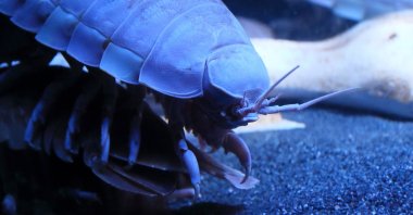 A close-up view of a giant deep-sea isopod. (Shutterstock Photo)