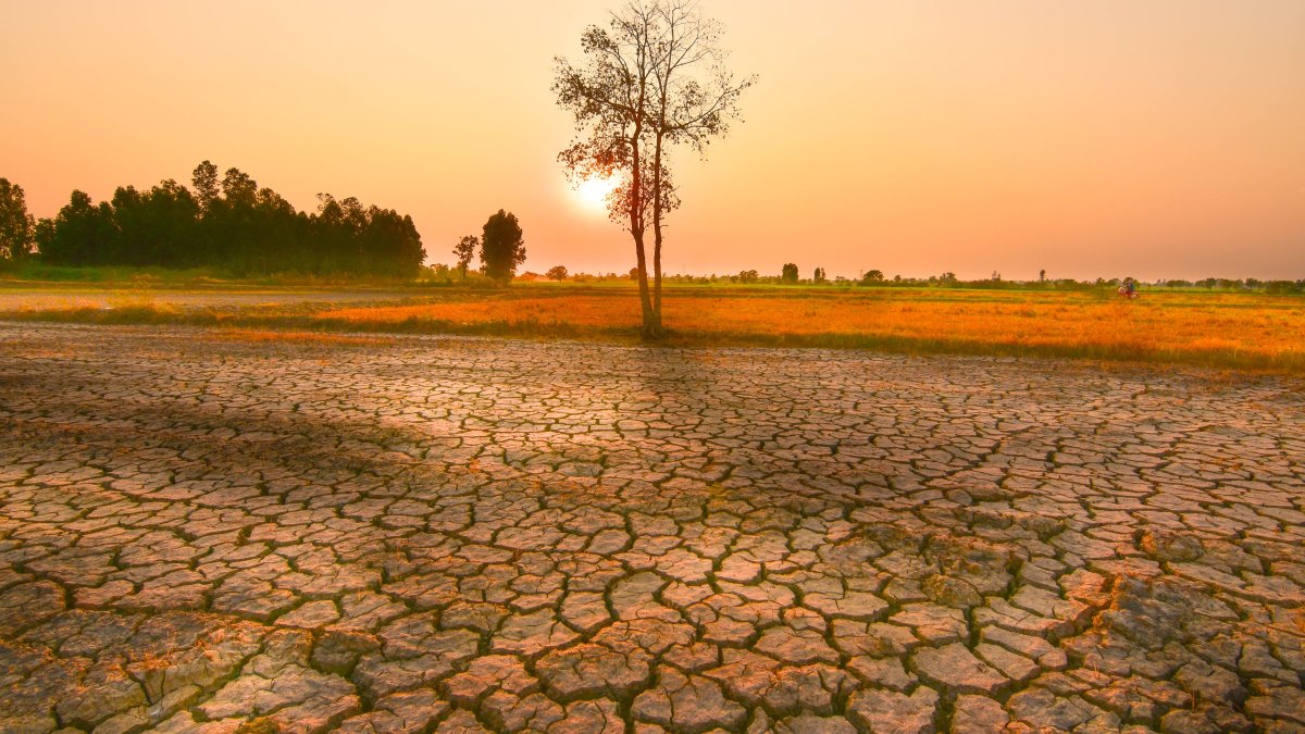 A tree stands on the dry and shattered soil. (Shutterstock Photo)