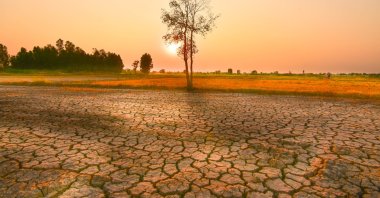 A tree stands on the dry and shattered soil. (Shutterstock Photo)