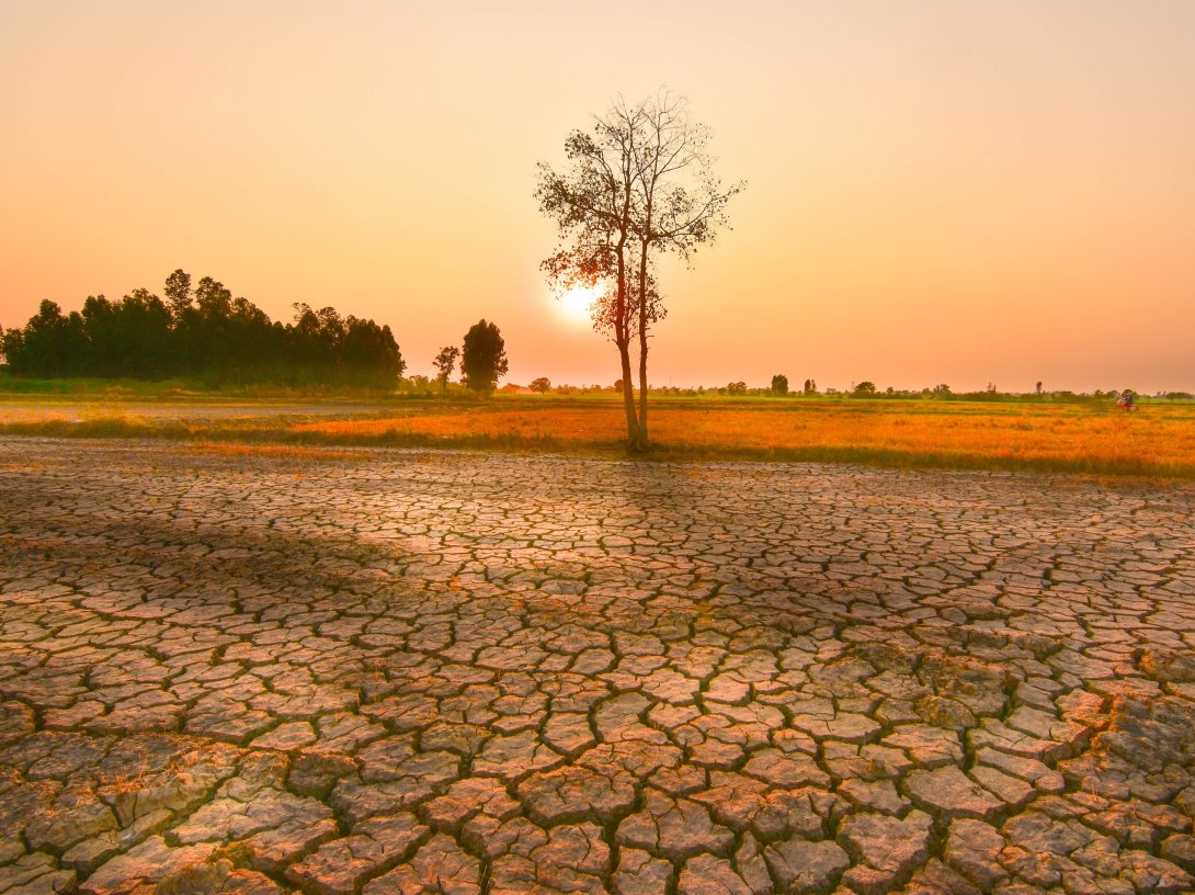 A tree stands on the dry and shattered soil. (Shutterstock Photo)
