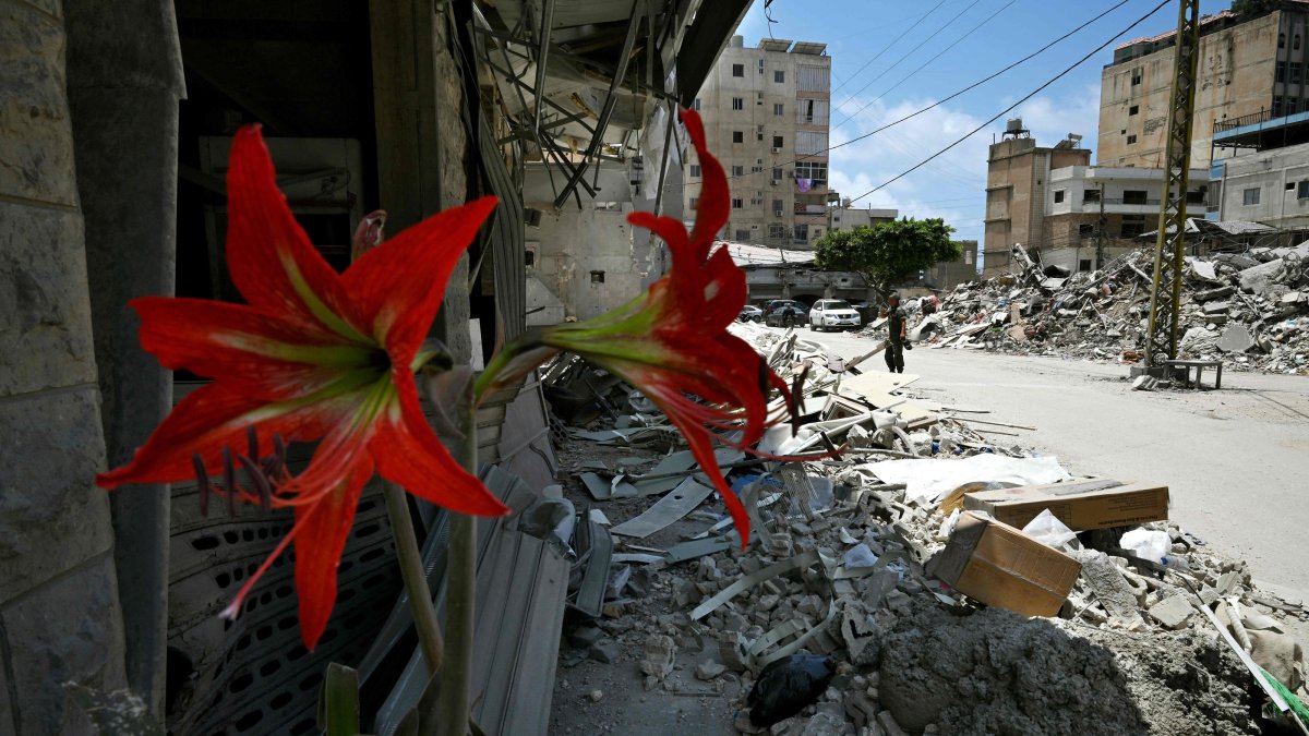 A potted plant flowers outside a damaged building hit by Israeli military strikes on a neighborhood, Tyre, Lebanon, June 23, 2026. (AFP Photo)